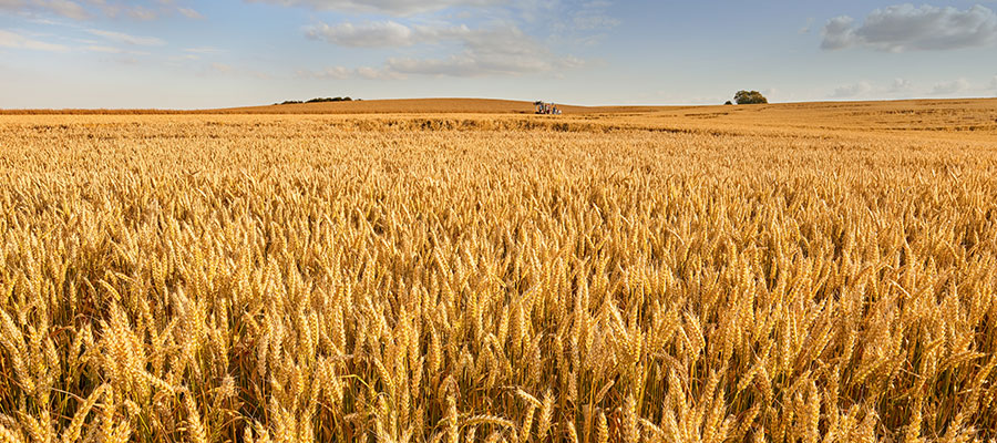Žitna polja u Bačkoj iz kojih nastaje brašno za HAS nudle