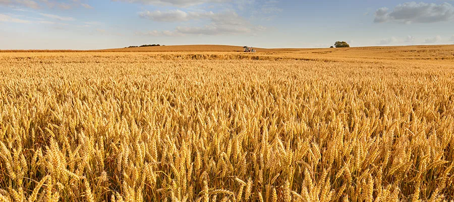 Žitna polja u Bačkoj iz kojih nastaje brašno za HAS nudle